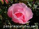 foto de rosa rosa Centenaire de Lourdes de Delbard-Chabert