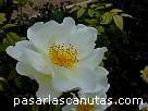 foto de rosa blanca Windurh de David Austin