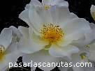 foto de rosa blanca Windurh de David Austin
