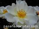 foto de rosa blanca Windurh de David Austin