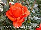 foto de rosa naranja Fegesa de Roses Noves Ferrer