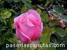 foto de rosa rosa Josefina de Salgado de S. Dot