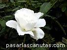 foto de rosa blanca Margaret Merril de Harknes