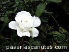 foto de rosa blanca Margaret Merril de Harknes
