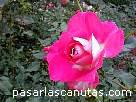 foto de rosa bicolor rosa y blanca Clos Fleuri de Delbard