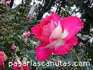foto de rosa bicolor rosa y blanca Clos Fleuri de Delbard