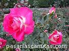 foto de rosa bicolor rosa y blanca Clos Fleuri de Delbard
