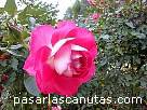 foto de rosa bicolor rosa y blanca Clos Fleuri de Delbard