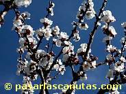 fotos de flores  de albaricoquero de 1024x768 pixels 02