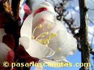 fotos de flores - foto de flor de albaricoquero de 1024x768 pixels 04