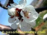 fotos de flores - fotos de flores de albaricoquero de 1024x768 pixels 05