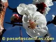 fotos de flores - foto de flor de albaricoquero de 1024x768 pixels 06