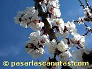 fotos de flores de albaricoquero de 1024x768 pixels 07