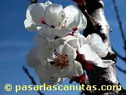 fotos de flores de albaricoquero de 1024x768 pixels 08