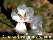 fotos de flores - fotos de flores de albaricoquero de 1024x768 pixels 09.JPG