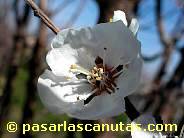 fotos de flores - foto de flor de albaricoquero de 1024x768 pixels 10