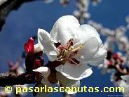 fotos de flores - foto de flor de albaricoquero de 1024x768 pixels 11