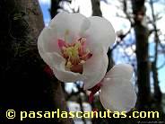 fotos de flores - foto de flor de albaricoquero de 1024x768 pixels 12