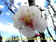 fotos de flores - foto de flor de albaricoquero de 1024x768 pixels 13