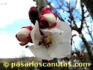 fotos de flores - foto de flor de albaricoquero de 1024x768 pixels 14