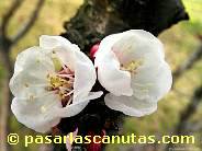 fotos de flores - foto de flores de albaricoquero de 1024x768 pixels 15