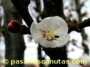 fotos de flores - foto de flor de albaricoquero de 1024x768 pixels 16