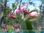 fotos de flores - foto de capullos de flores de manzano de 1024x768 pixels 01