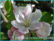 fotos de flores  de manzano de 1024x768 pixels 02