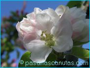 fotos de flores de manzano de 1024x768 pixels 03