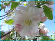 fotos de flores - foto de flores de manzano de 1024x768 pixels 04