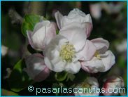 fotos de flores - fotos de flores de manzano de 1024x768 pixels 05