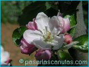 fotos de flores - foto de flor de manzano de 1024x768 pixels 06