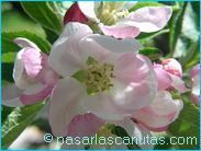 fotos de flores de manzano de 1024x768 pixels 07