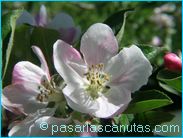 fotos de flores de manzano de 1024x768 pixels 08