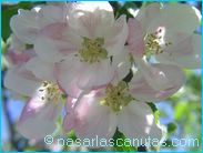 fotos de flores - fotos de flores de manzano de 1024x768 pixels 09.JPG