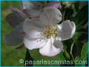 fotos de flores - foto de flor de manzano de 1024x768 pixels 10