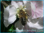 fotos de flores - foto abeja sobre flor de manzano de 1024x768 pixels 11