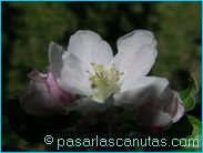 fotos de flores - foto de flor de manzano de 1024x768 pixels 12