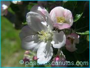 fotos de flores - foto de flores de manzano de 1024x768 pixels 13