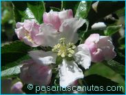 fotos de flores - foto de flores de manzano de 1024x768 pixels 14