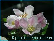 fotos de flores - foto de flores de manzano de 1024x768 pixels 15