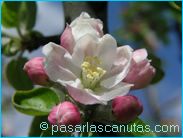 fotos de flores - foto de flores de manzano de 1024x768 pixels 16