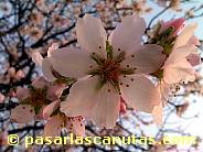 foto de flor de almendro  de 1024x768 pixels