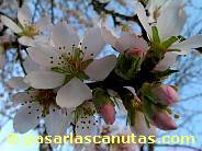 fotos de flores de almendro 02 de 1024x768 pixels