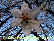 fotos de flores de almendro 04 de 1024x768 pixels