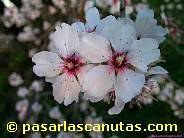 fotos de flores de almendro 05 de 1024x768 pixels