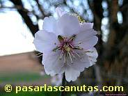 foto de flor de almendro 06 de 1024x768 pixels