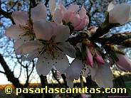 fotos de flores de almendro 07 de 1024x768 pixels