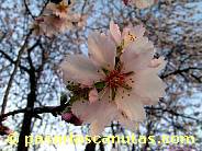 fotos de flores de almendro 08 de 1024x768 pixels