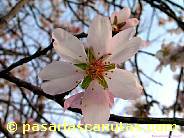 fotos de flores de almendro 09 de 1024x768 pixels